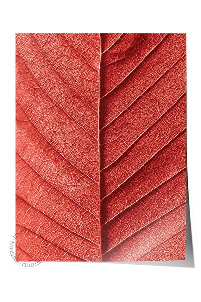 Postifull Poster fără încadrare, tablou botanic și frunze nr. 23, fotografie ...