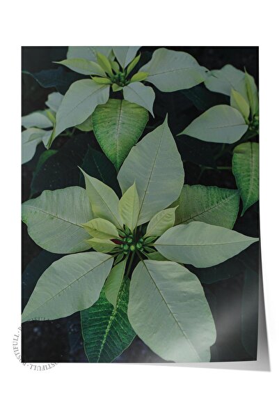 Postifull Poster fără încadrare, tablou botanic și cu frunze nr. 43, fotograf...