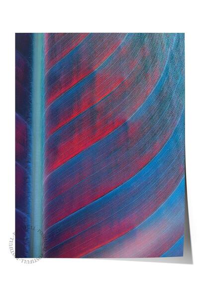 Postifull Poster fără încadrare, tablou botanic și frunze nr. 10, fotografie ...