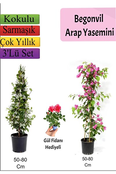 Bitkim Sende Arap Yasemini+ Pembe Begonvil+ Gül Fidanı Hediyeli