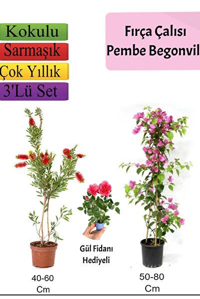 serada decor & plant Fırça Çalısı+ Pembe Begonvil+ Gül Fidanı Hediyeli