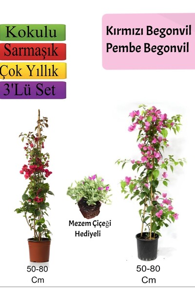 Bitkim Sende Kırmızı+ Pembe Begonvil+ Mezem Çiçeği Hediyeli