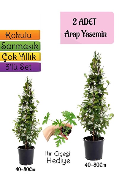 serada decor & plant Kokulu 2 ADET Arap Yasemini Fidanı Saksılı+Itır Çiçeği H...