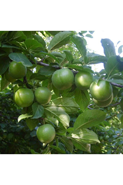 Genel Markalar Papaz Erik Fidanı Aşılı ( 2 Yaş \ Açık Köklü \ 80-100 Cm )