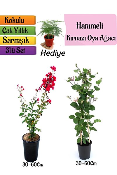 serada decor & plant Kırmızı Oya Ağacı+Kokulu Hanımeli Çiçeği+Tül Kuşkonmaz H...