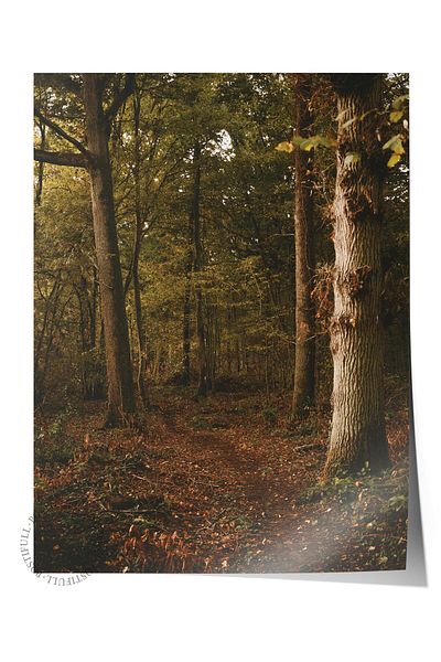 Postifull Forest No:30 Φωτογραφία τυπωμένη αφίσα χωρίς πλαίσιο - Διακόσμηση τοίχου σαλονιού, κουζίνας, σαλονιού, αίθουσας