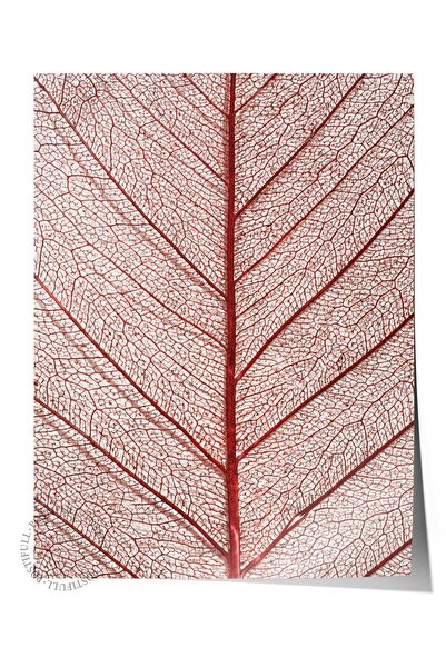 Postifull Αφίσα χωρίς πλαίσιο, Βοτανικός πίνακας & Πίνακας φύλλων Νο:12, Φωτο...