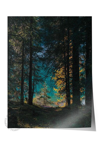 Postifull Forest No:48 Αφίσα με τυπωμένη φωτογραφία χωρίς πλαίσιο - Διακόσμηση σαλονιού, κουζίνας, σαλονιού και αίθουσας Duar