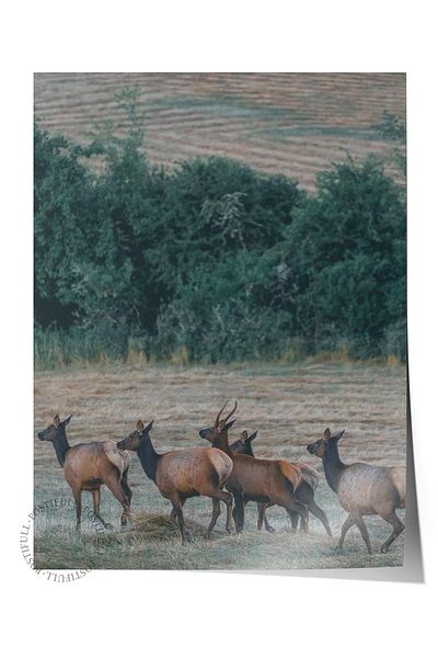 Postifull Frameless Poster, Animals & Safari Painting No:4, Hd Photo, Living Room, Kitchen Wall Decor Poster