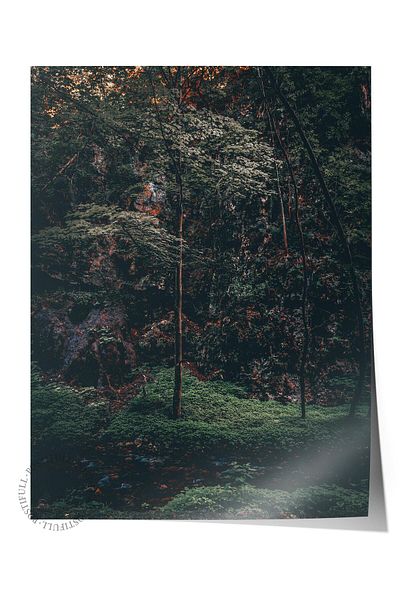 Postifull Forest No:39 Αφίσα με τυπωμένη φωτογραφία χωρίς πλαίσιο - Διακόσμηση τοίχου σαλονιού, κουζίνας, σαλονιού και αίθουσας