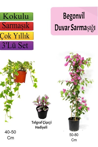Bitkim Sende Avantajlı Ürün Amerikan Duvar Sarmaşığı Pembe Begonvil Telgraf Ç...