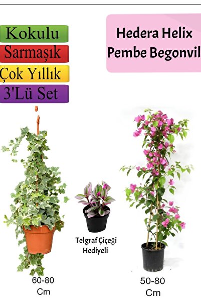 Bitkim Sende Hedera Helix Sarmaşığı+ Pembe Begonvil+ Telgraf Çiçeği Hediyeli