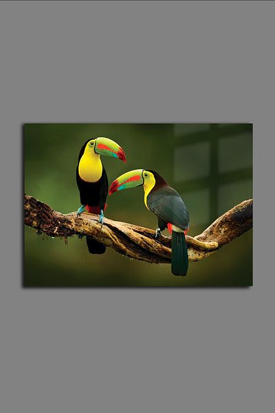 glassartdesign Tablou din sticlă Tukan Bird