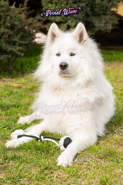 Proud Wave Dog Toy Fanatic Triple Set Floss Teeth Health Dog Ball Black White Medium Large Breed Teeth Scratching