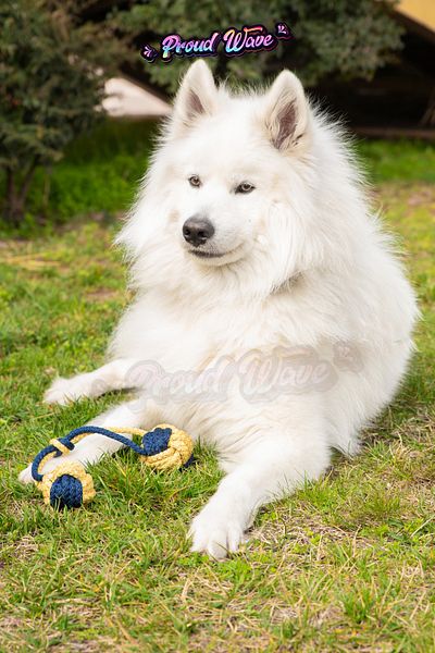 Proud Wave Dog Toy Fanatic Dental Floss Teeth Health Yellow Navy Blue Traction Medium Large Breed Teething Floss
