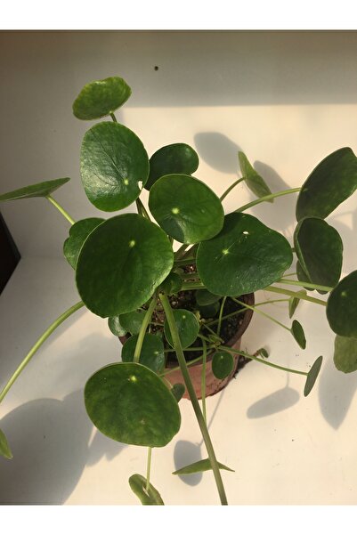 BAYRAKTAR PEYZAJ Pilea Peperomioides Çin Para Çiçeği 15 cm saksılı