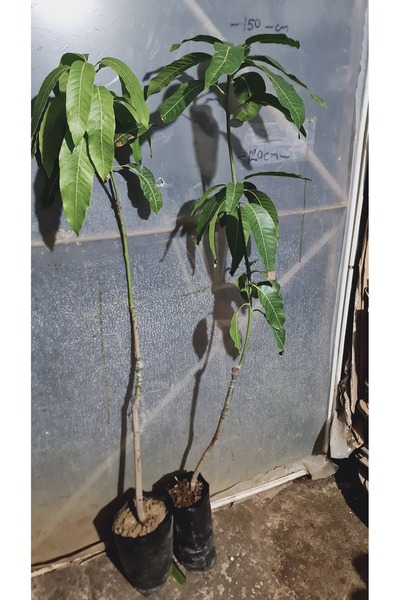 YAĞMUR FİDANCILIK 4 Yaş Aşılı Mango Fidanı Keitt