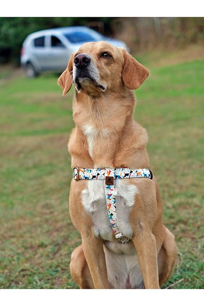 UTDpet Active Dog Chest Collar and Travel Dispatch Strap Set