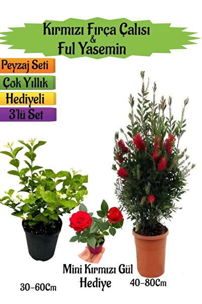 Bitkim Sende Kırmızı Fırça Çalısı+Kokulu Ful Yasemin+Mini Gül Hediyeli Peyzaj...