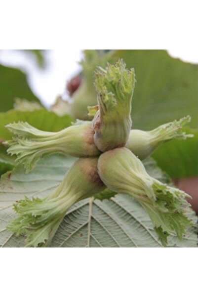 Berke Fidancılık 10 Adet 2 Yaş Çakıldak Fındık Fidanı