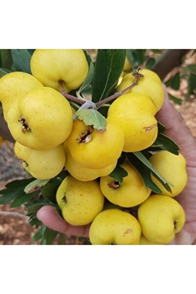 Berke Fidancılık Iri Meyveli Aşılı Sarı Belen Alıç Fidanı, Tüplü