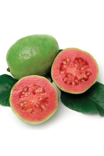 Berke Fidancılık 2 Yaş Tropikal Pink Guava Fidanı, Torbada