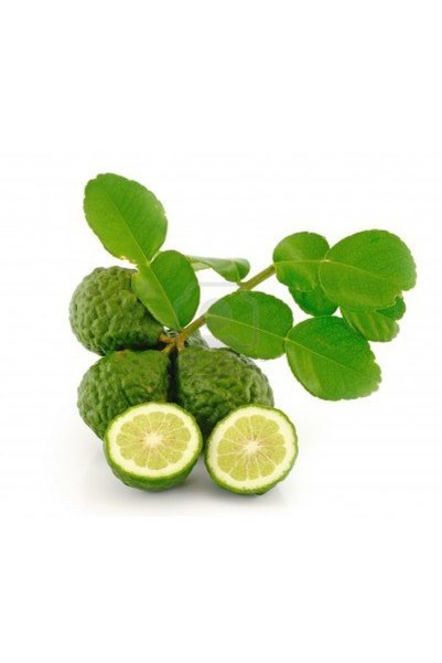 Berke Fidancılık Kaffir Lime Limon Fidanı Nadir Çeşit 5 Yaşlı Tüplü
