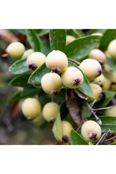 Berke Fidancılık Tüplü Aşılı Beyaz Yaban Mersini, Murt Hambeles