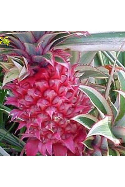 Berke Fidancılık Saksıda Ananas Meyvesi Fidanı (Red Spanish Cinsi)