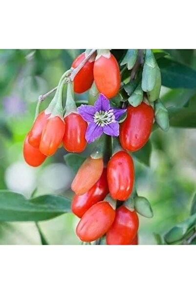 Saksıda Jumbo Iri Taneli Gojiberry Fidanı