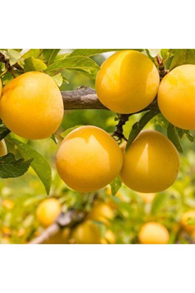 Berke Fidancılık 4 Yaş, Aşılı Duante Erik Fidanı, Torbada