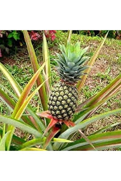 Berke Fidancılık Saksıda Ananas Meyvesi Fidanı (Del Monte 2 Cinsi)