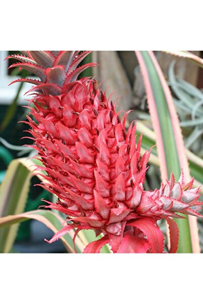 Berke Fidancılık Saksıda Pembe Ananas Meyvesi Fidanı (Çok Özel)
