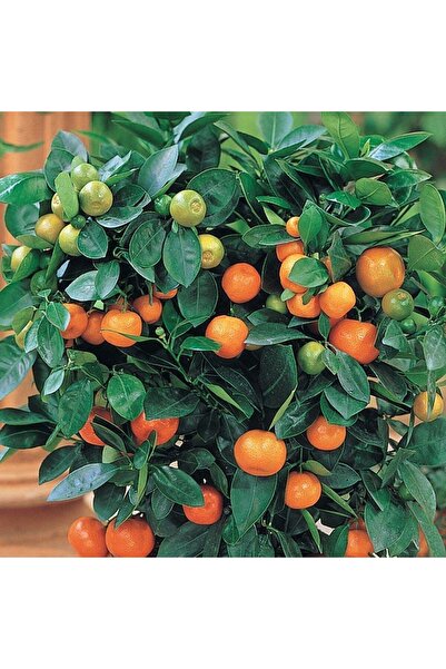 Berke Fidancılık 2 Yaş Aşılı Calamondin Süs Mandalinası Fidanı, Torbalı