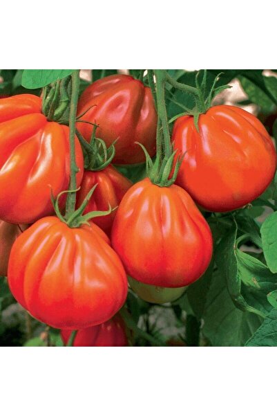 Genel Markalar Rote Pear Armut Domates Tohumu (15 tohum)