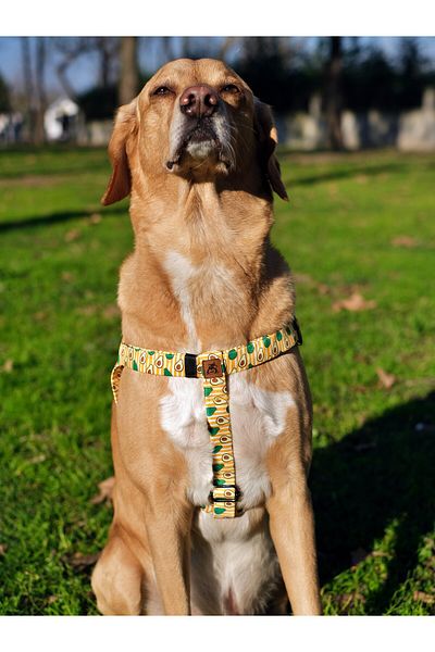 UTDpet Avocado Dog Collar and Travel Dispatch Strap Set