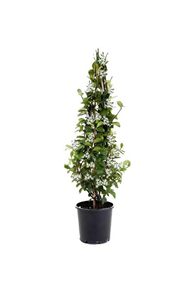 serada decor & plant Kokulu Arap Yasemini+Yıldız Yasemin Fidanı+Tül Kuşkonmaz...