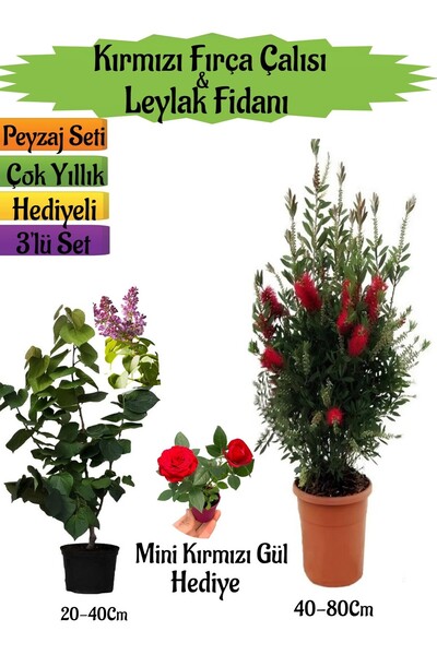 serada decor & plant Kırmızı Fırça Çalısı+Kokulu Mor Leylak Fidanı+Mini Kırmı...