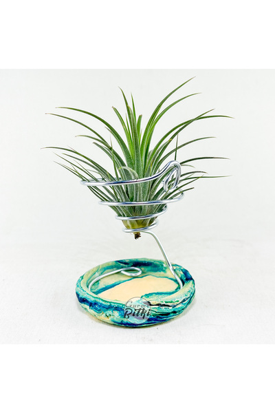 Gurme Bitki Tillandsia Ionantha Green (L) - Hava Bitkisi Air Plant