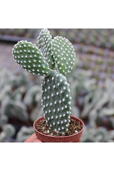 Berke Fidancılık Tavşan Kaktüs/beyaz Dikenli , 5.5 Cm Saksıda