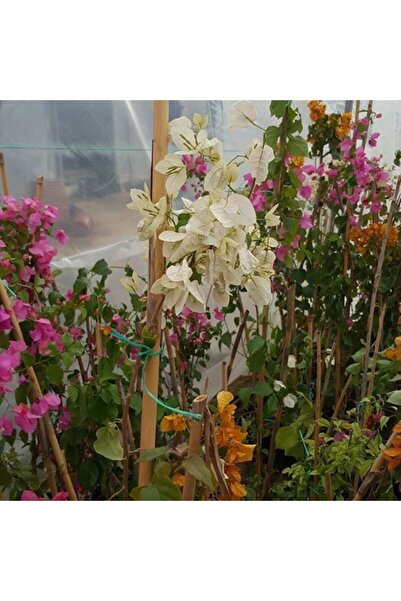 Berke Fidancılık Begonvil Gelin Duvağı Fidanı, Saksıda