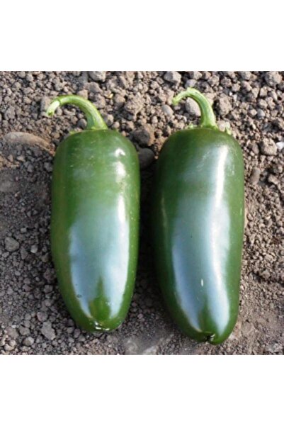 Berke Fidancılık 5 Adet Jalapeno Biber Fidesi