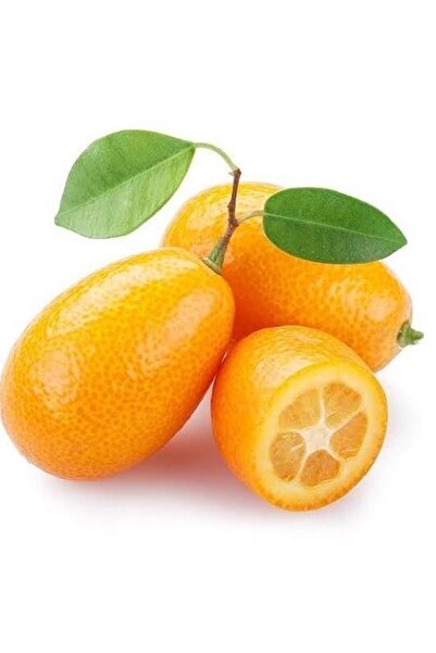 Berke Fidancılık 2 Yaş Aşılı Kamkat Süs Portakalı Fidanı, Torbada