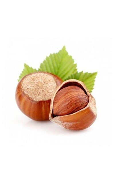 Berke Fidancılık Fındık Fidanı Giresun Yağlısı, 80-100 Cm, Torbalı