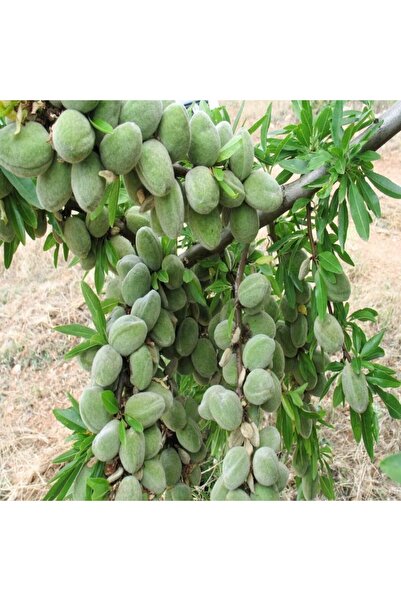 Berke Fidancılık Tüplü, Aşılı Marta Erkenci Badem Fidanı (meyve Verir Yaşta)