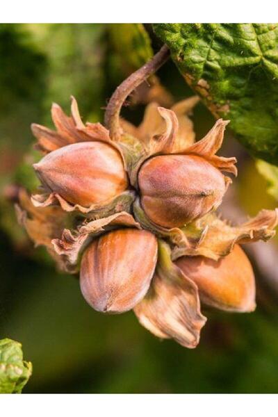 Berke Fidancılık Fındık Fidanı Giresun Yağlısı, +3 Yaş, +120 Cm, Torbada