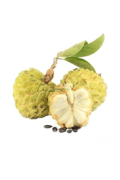 Berke Fidancılık 2 Yaş Tropikal Sugar Apple (ŞEKER ELMA) Fidanı, Torbada