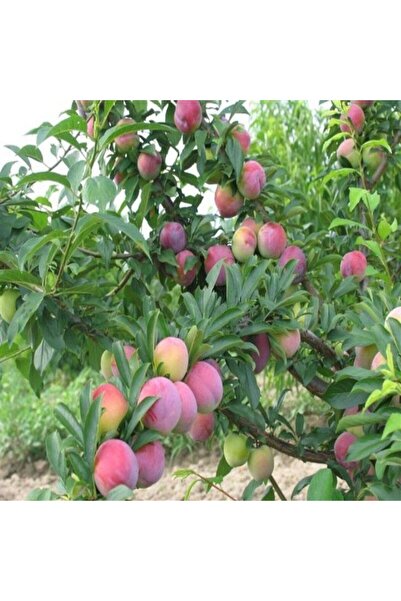 Berke Fidancılık 4 Yaş, Aşılı Obilnaja Erik Fidanı, Torbada