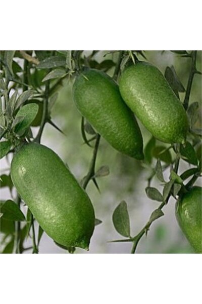 Berke Fidancılık 5 Yaş Aşılı Finger, Parmak, Havyar Limon Fidanı, Torbada