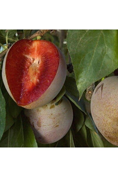 Berke Fidancılık 4 Yaş, Aşılı Redheart Erik Fidanı, Torbada